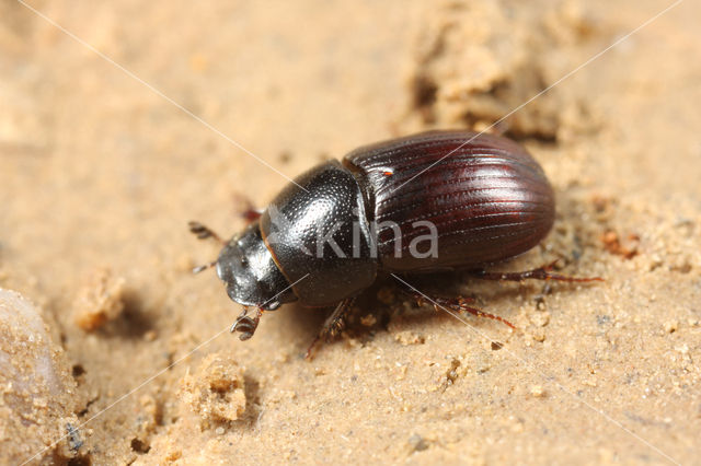 Aphodius ater