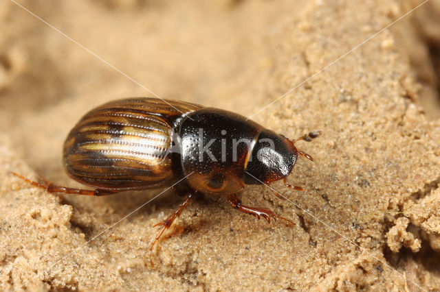 Aphodius sticticus