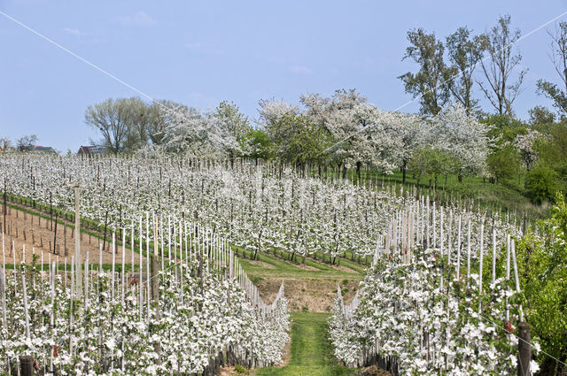 Apple (Malus domesticus)