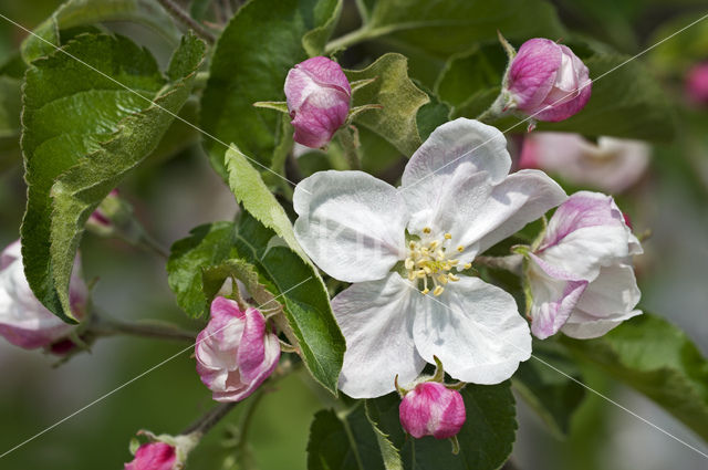 Apple (Malus domesticus)