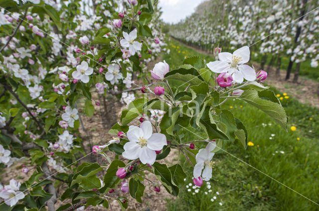 Apple (Malus domesticus)