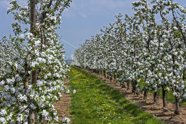 Apple (Malus domesticus)