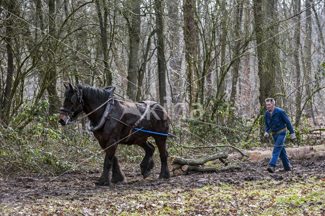 Belgian Horse (Equus spp)