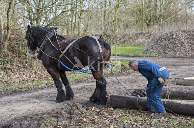 Belgian Horse (Equus spp)