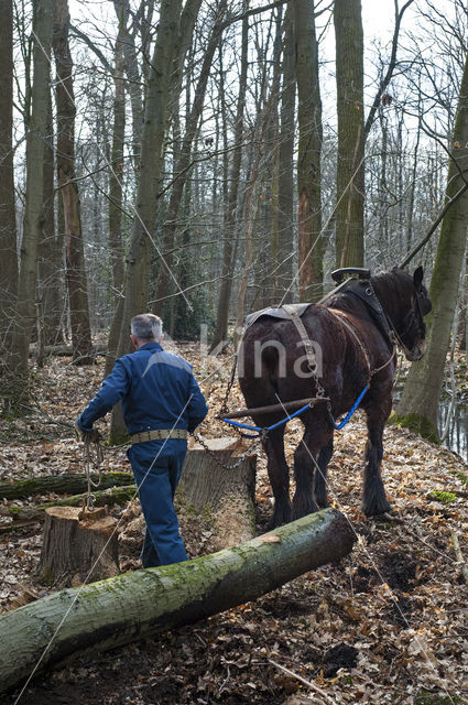 Belgian Horse (Equus spp)