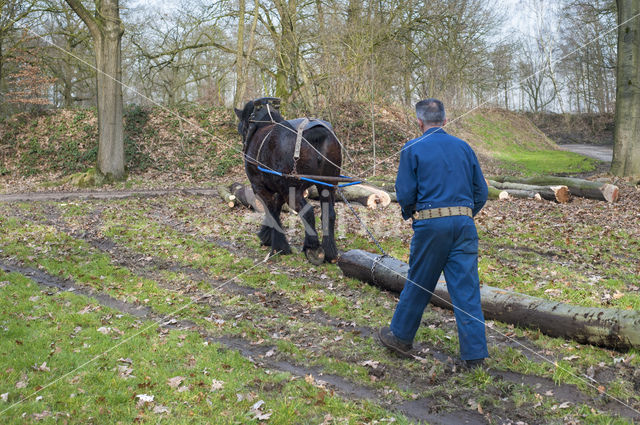 Belgian Horse (Equus spp)
