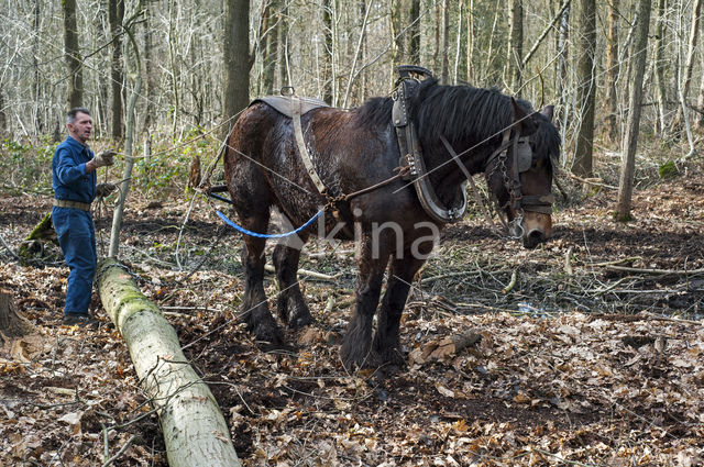 Belgian Horse (Equus spp)