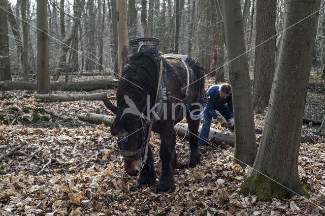 Belgian Horse (Equus spp)