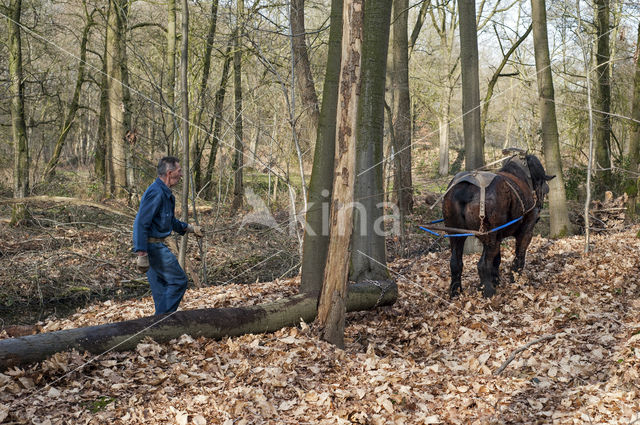 Ardenner trekpaard