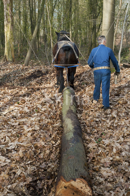 Belgian Horse (Equus spp)