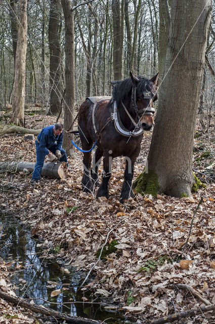 Belgian Horse (Equus spp)