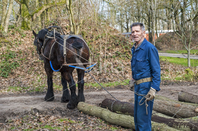 Ardenner trekpaard