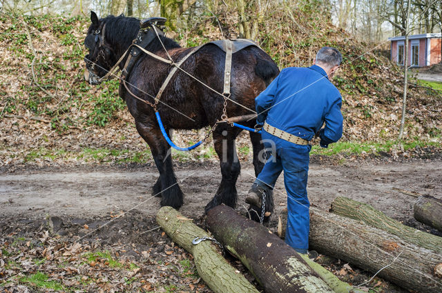 Belgian Horse (Equus spp)