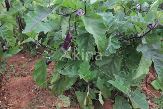 Eggplant (Solanum melongena)