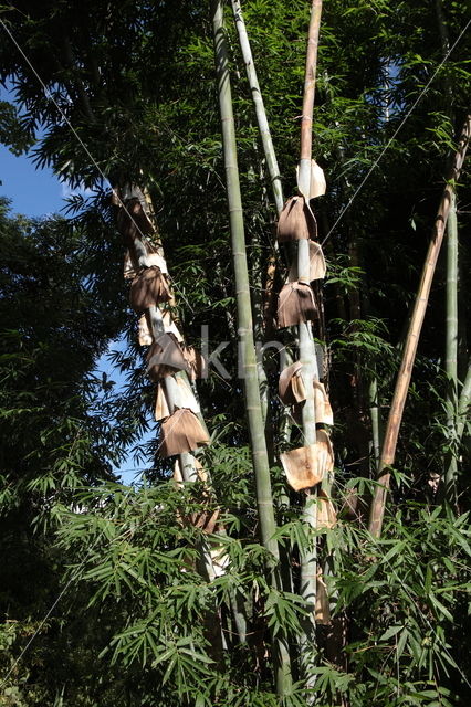 Bamboo (Bambusa spec.)