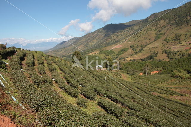 Bamboo (Bambusa spec.)