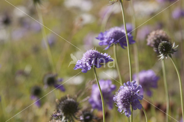 Beemdkroon (Knautia arvensis)