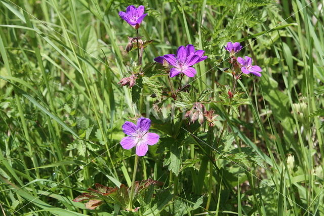 Beemdooievaarsbek (Geranium pratense)