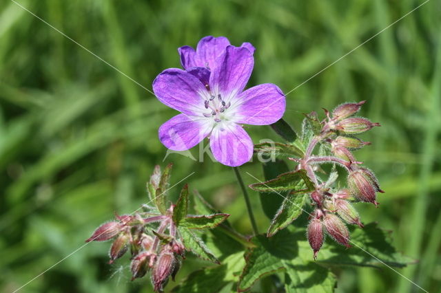 Beemdooievaarsbek (Geranium pratense)