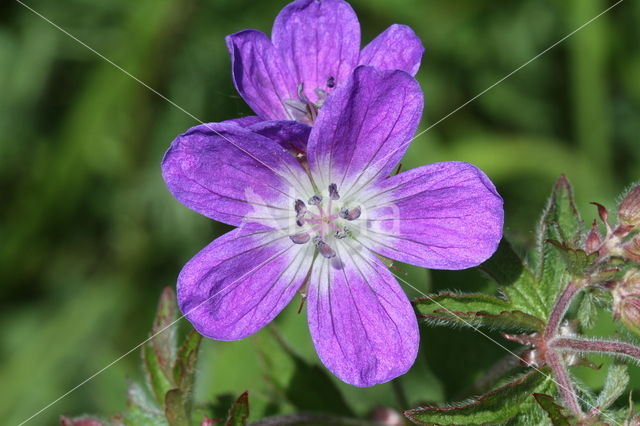 Beemdooievaarsbek (Geranium pratense)