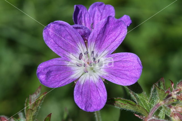 Beemdooievaarsbek (Geranium pratense)