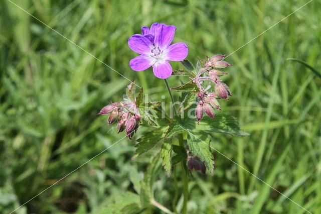 Beemdooievaarsbek (Geranium pratense)