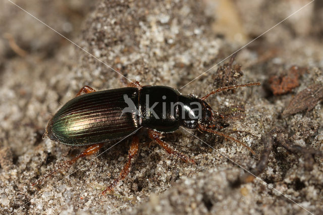 Behaarde Kruiper (Harpalus affinis)