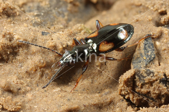 Bembidion tetragrammum