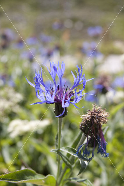 Perennial Cornflower (Centaurea montana)