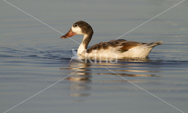 Shelduck (Tadorna tadorna)