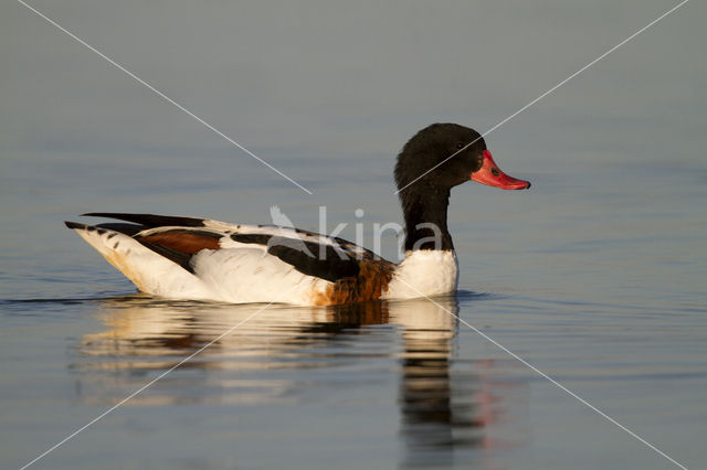 Shelduck (Tadorna tadorna)