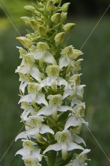 Greater Butterfly-orchid (Platanthera chlorantha)
