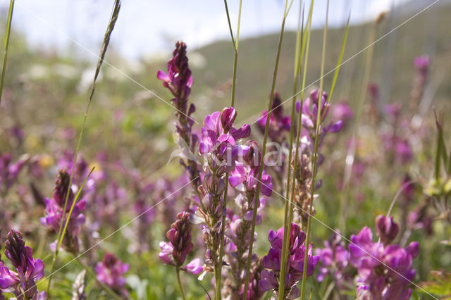 Bergsparcette (Onobrychis montana)