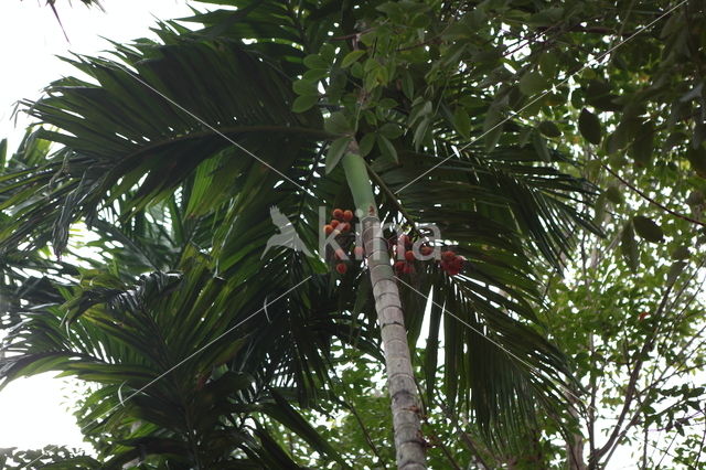 Betel Nut Palm (Areca catechu)