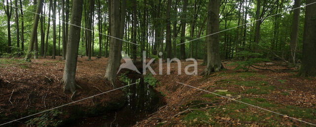 Beuk (Fagus sylvatica)