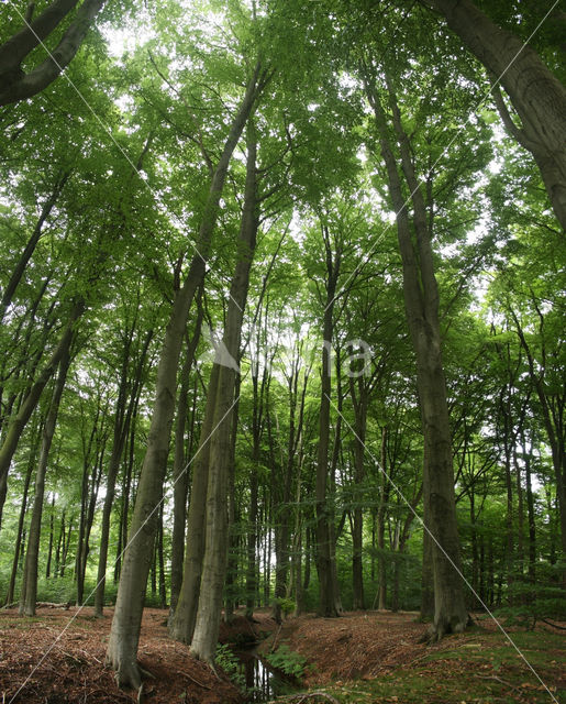 Beech (Fagus sylvatica)