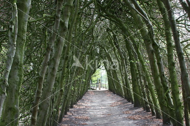 Beuk (Fagus spec.)