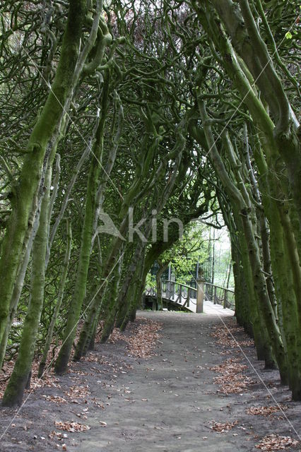 Beech (Fagus spec.)