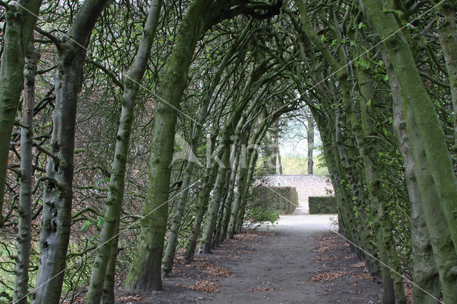 Beuk (Fagus spec.)