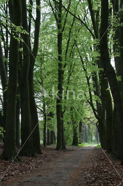 Beech (Fagus sylvatica)