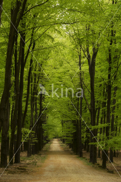 Beech (Fagus sylvatica)