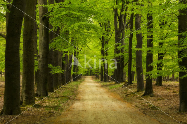 Beech (Fagus sylvatica)