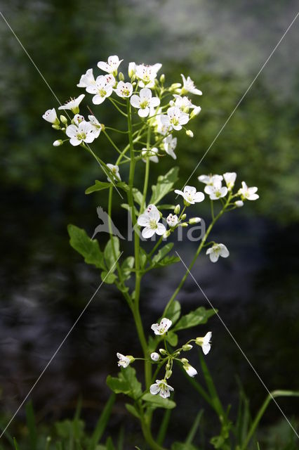 Large Bitter-cress (Cardamine amara)