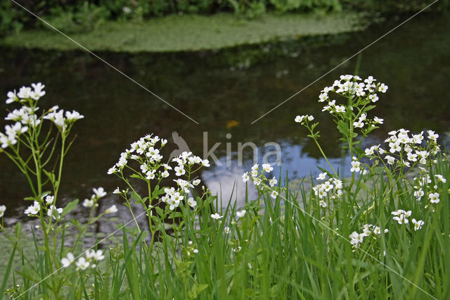 Large Bitter-cress (Cardamine amara)