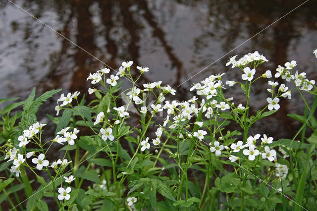 Bittere veldkers (Cardamine amara)