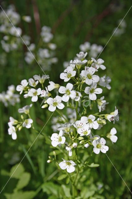 Large Bitter-cress (Cardamine amara)