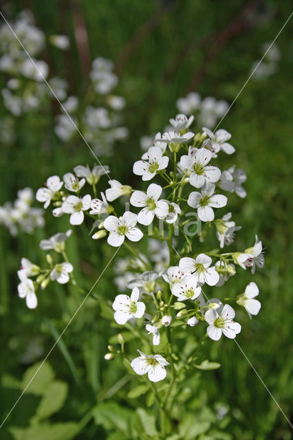 Bittere veldkers (Cardamine amara)