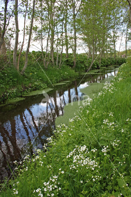 Bittere veldkers (Cardamine amara)