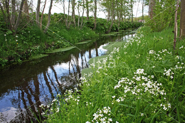 Bittere veldkers (Cardamine amara)