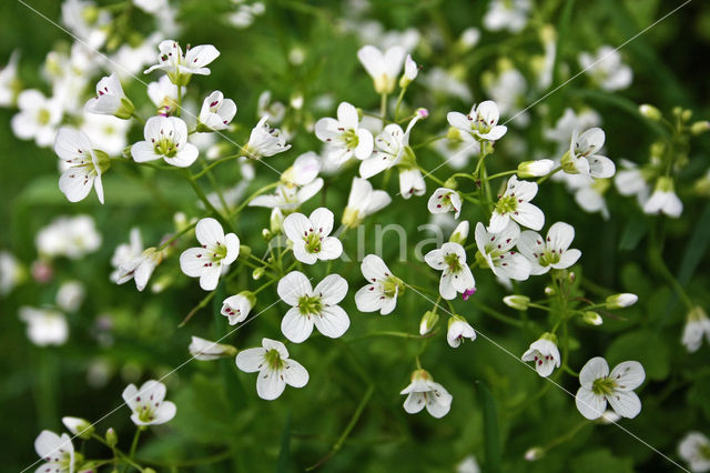 Bittere veldkers (Cardamine amara)